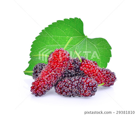 fresh mulberry with leaf isolated on white fresh mulberry with leaf isolated on white 29381810