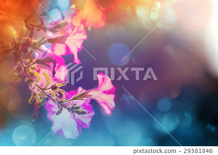 Flowers 29381846