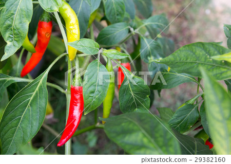 Colorful chili plant background 29382160