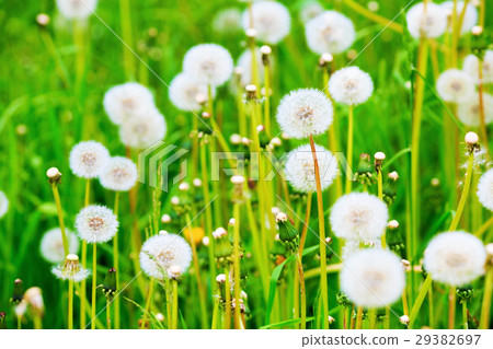 Meadow of dandelions 29382697