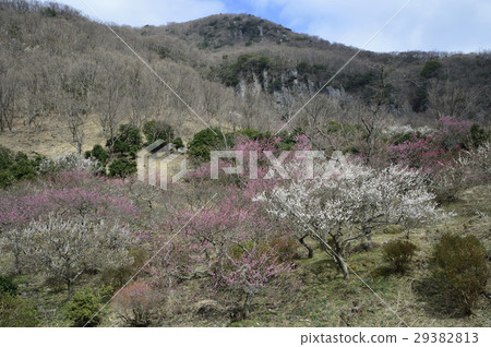 Yugawara Bairin 29382813