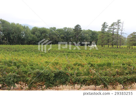 South Africa Franschhoek Winery Rickety Bridge 29383255