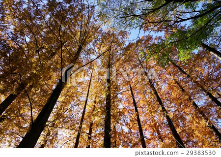 Metasequoia Forest 29383530