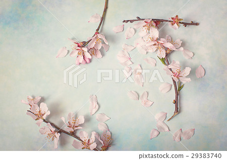 Spring flowering branch on abstract background Spring flowering branch on abstract background 29383740