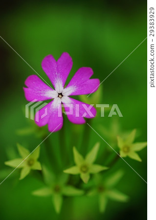 Primula 29383929