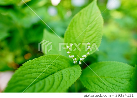 Phthalis sika Phthalis sika 29384131