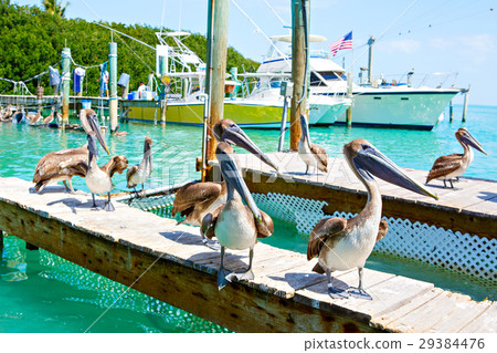 Big brown pelicans in Islamorada, Florida Keys 29384476