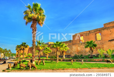 Herd of sheep at the city walls of Azemmour in 29384971