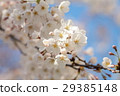 Cherry Blossom	 29385148