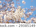 Cherry Blossom	 29385149