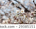 Cherry Blossom	 29385151