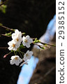 Cherry Blossom	 29385152