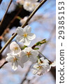 Cherry Blossom	 29385153