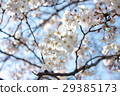 cherry 29385173