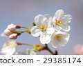 cherry 29385174