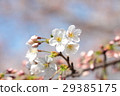 cherry 29385175