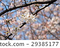 cherry 29385177