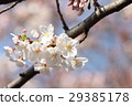 cherry 29385178