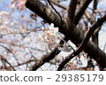 cherry 29385179