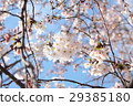 cherry 29385180