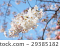 cherry 29385182