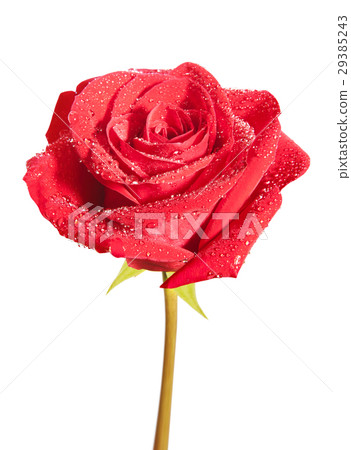 Red rose flower isolated on white 29385243