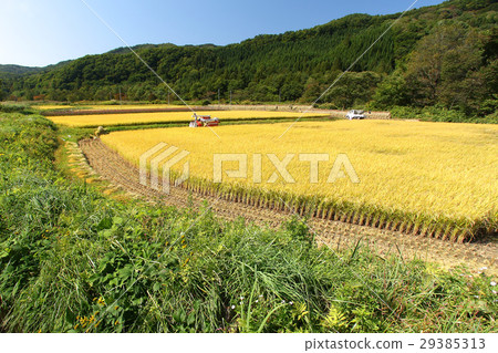 切割大米 29385313