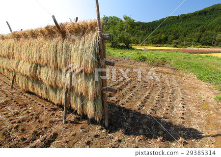 Rain sunny sun Rain sunny sun 29385314