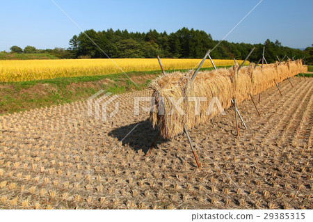 Rain sunny sun 29385315