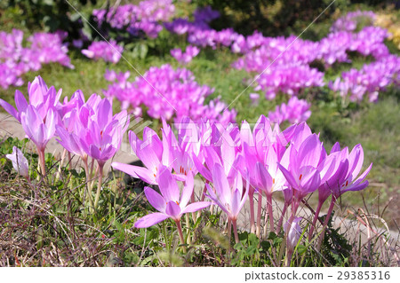 Canine Saffron Bloom 29385316