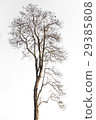The tree branch isolated on white background 29385808