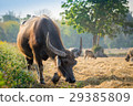 Thai buffalo eating grass on the field 29385809