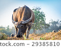 Thai buffalo eating grass on the field 29385810