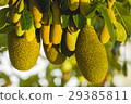Close up jack-fruit growing on the tree 29385811