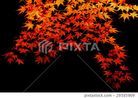 Rokugi-en Garden國家特別特別秋葉落葉秋葉（東京都文京區Komagome） 29385909