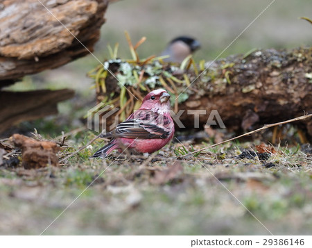 Freshwater fish Freshwater fish 29386146