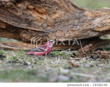 Freshwater fish Freshwater fish 29386148