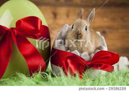 Happy easter, Baby bunny Happy easter, Baby bunny 29386289
