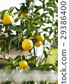 Yuzu Tree 29386400