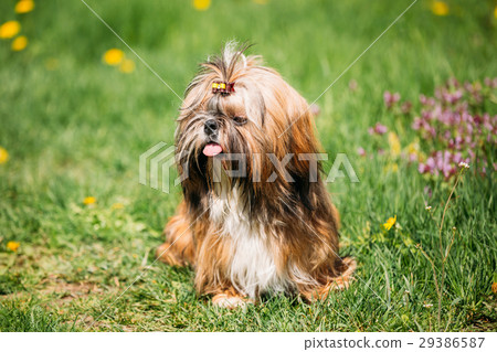 Cute Shih Tzu Toy Dog Sit In Green Spring Meadow 29386587