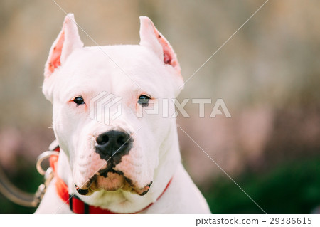 Dogo Argentino Dog Stock Photo