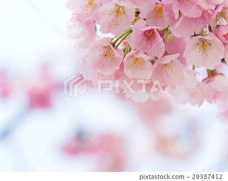 Sakura Up 29387412
