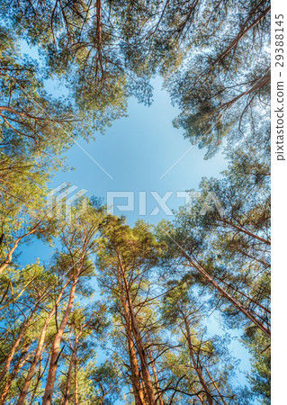 Canopy Of Pines Trees. Upper Branches Of Woods In 29388145