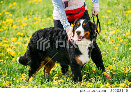 Farm Dog Bernese Mountain Dog Berner Sennenhund Farm Dog Bernese Mountain Dog Berner Sennenhund 29388146