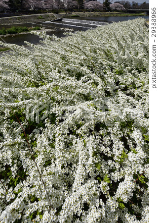 Kamogawa Yukiyanagi 29388966