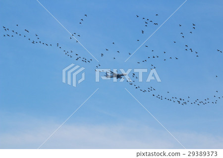 Bird Strike Bird Strike 29389373