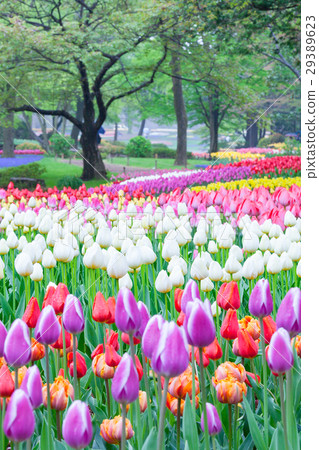 國家昭和紀念公園的鬱金香花園 國家昭和紀念公園的鬱金香花園 29389623