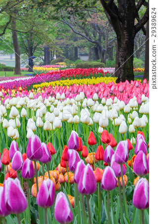 Tulip flower garden of the National Showa Memorial Park Tulip flower garden of the National Showa Memorial Park 29389624
