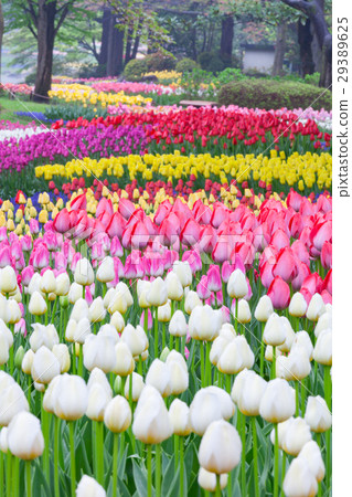 國家昭和紀念公園的鬱金香花園 國家昭和紀念公園的鬱金香花園 29389625
