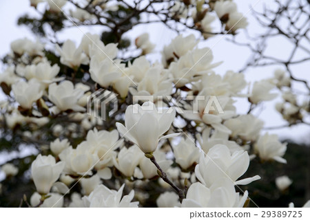 Haku Mokren 29389725